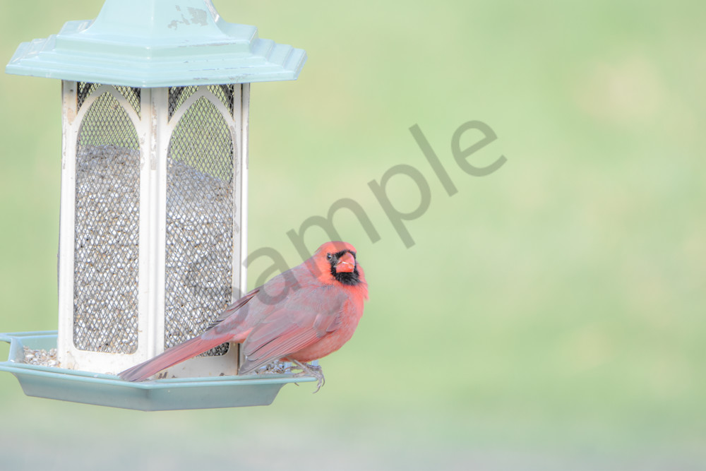 Eagles Nest 1 Photography Art | Photos By Regan