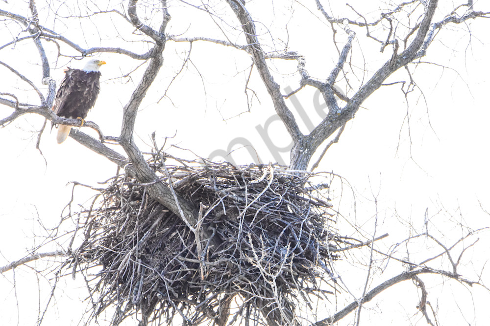 Eagles Nest 34 Photography Art | Photos By Regan