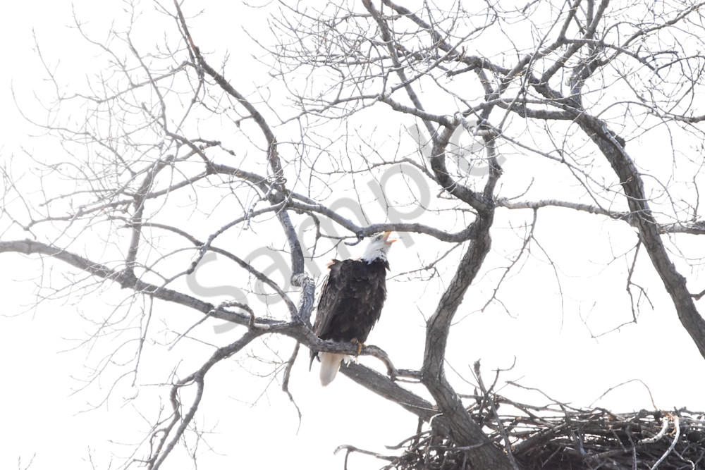 Eagles Nest 38 Photography Art | Photos By Regan