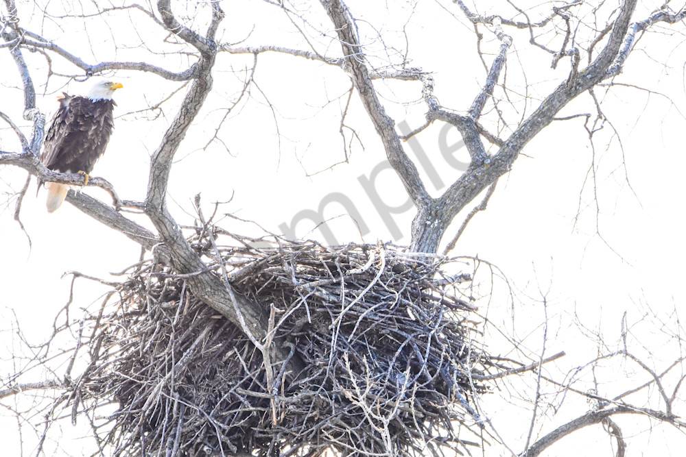 Eagles Nest 33 Photography Art | Photos By Regan