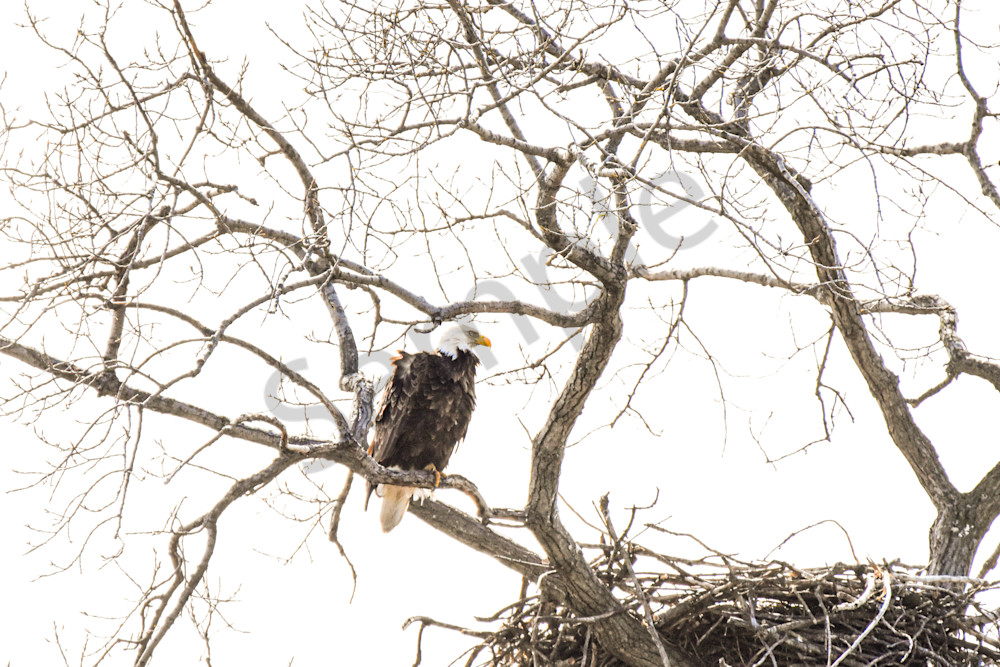 Eagles Nest 39 Photography Art | Photos By Regan