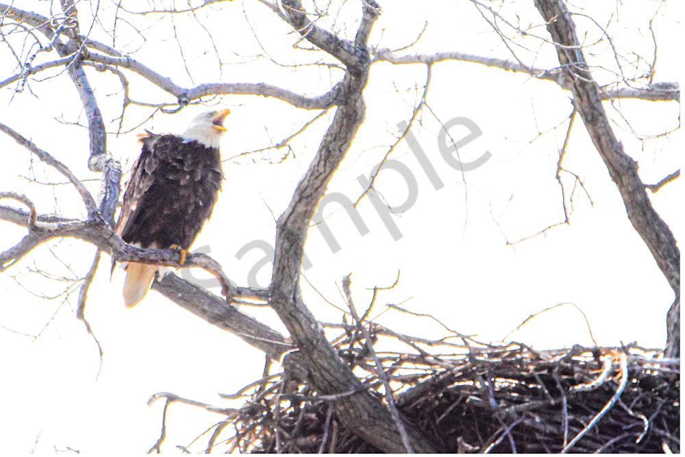 Eagles Nest 35 Photography Art | Photos By Regan