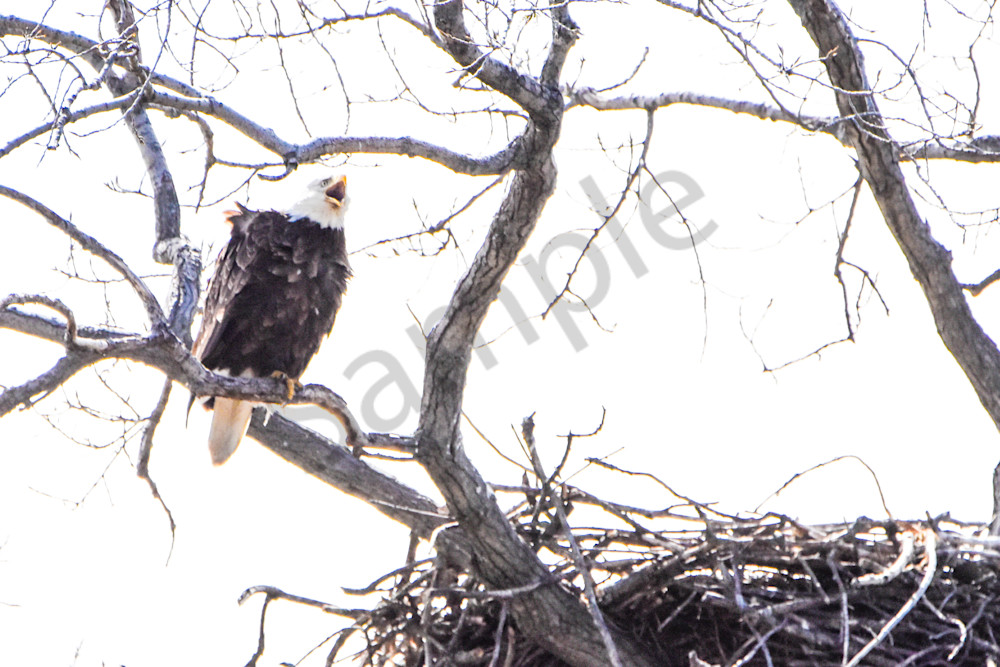 Eagles Nest 36 Photography Art | Photos By Regan