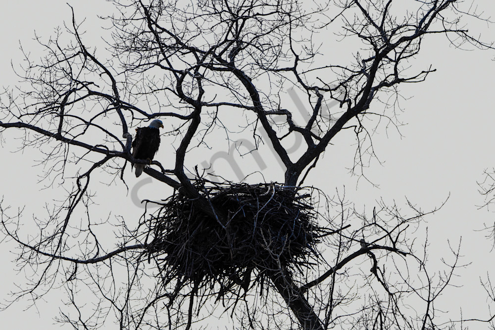 Eagles Nest 40 Photography Art | Photos By Regan