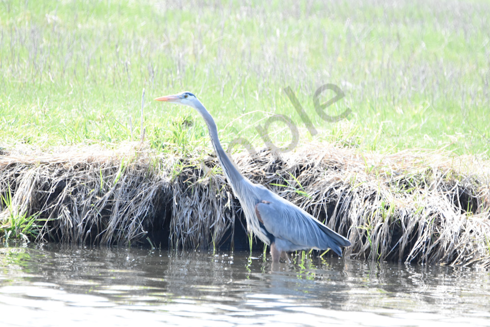 Eagles Nest 23 Photography Art | Photos By Regan