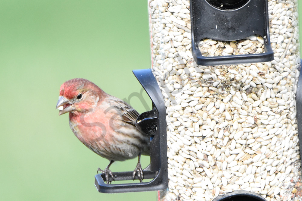 Eagles Nest 2 Photography Art | Photos By Regan