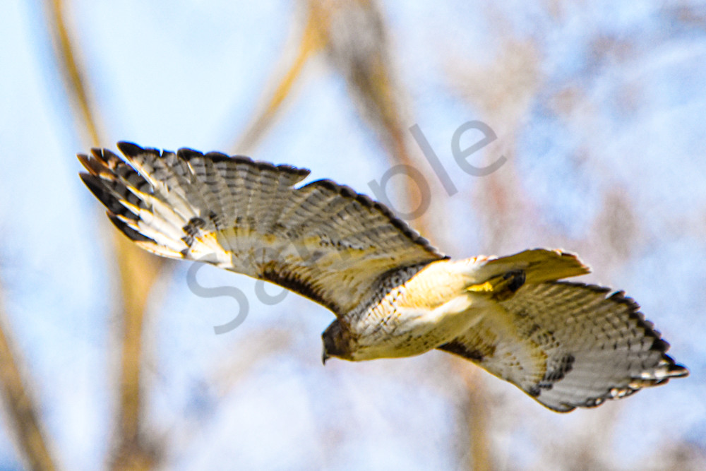 Eagles Nest 12 Photography Art | Photos By Regan