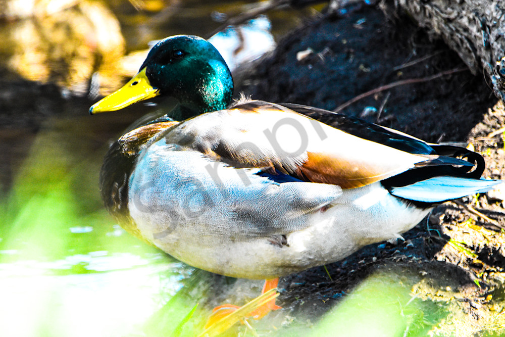 Eagles Nest 6 Photography Art | Photos By Regan