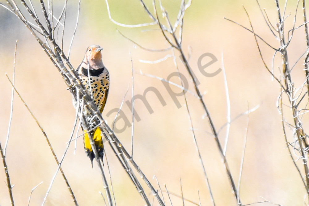 Eagles Nest 10 Photography Art | Photos By Regan