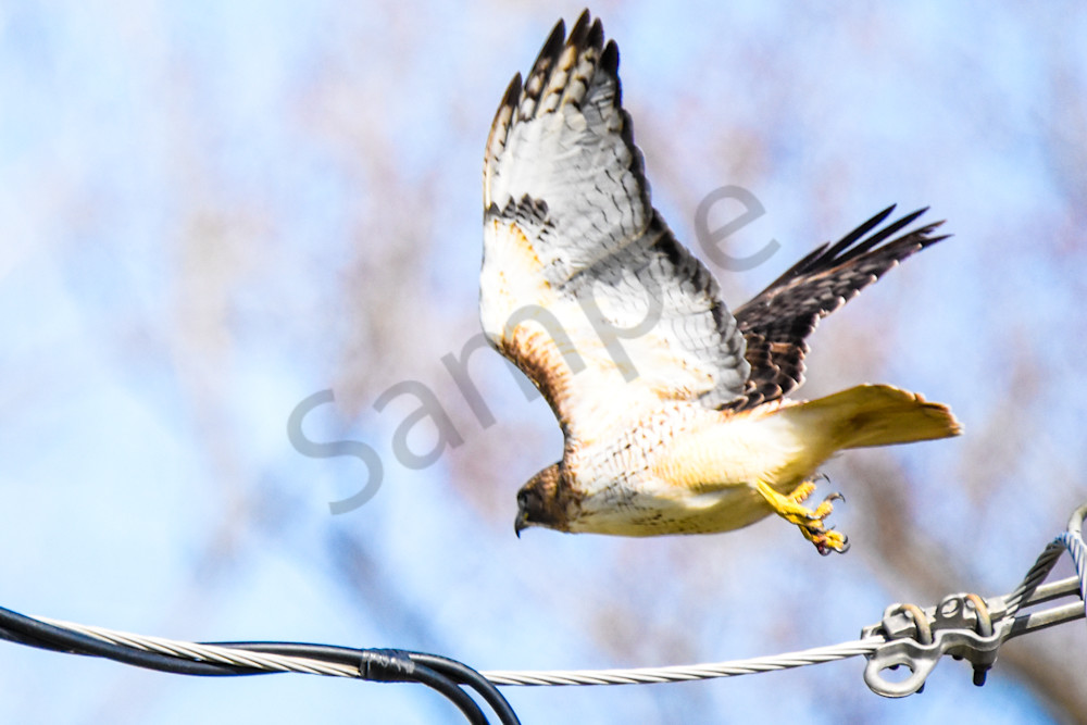 Eagles Nest 14 Photography Art | Photos By Regan