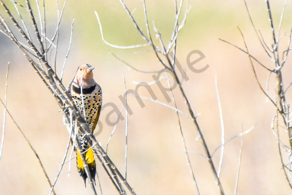 Eagles Nest 11 Photography Art | Photos By Regan