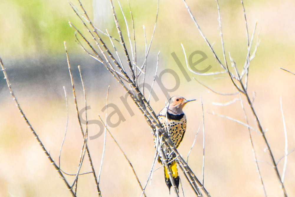 Eagles Nest 9 Photography Art | Photos By Regan