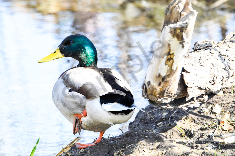 Eagles Nest 5 Photography Art | Photos By Regan