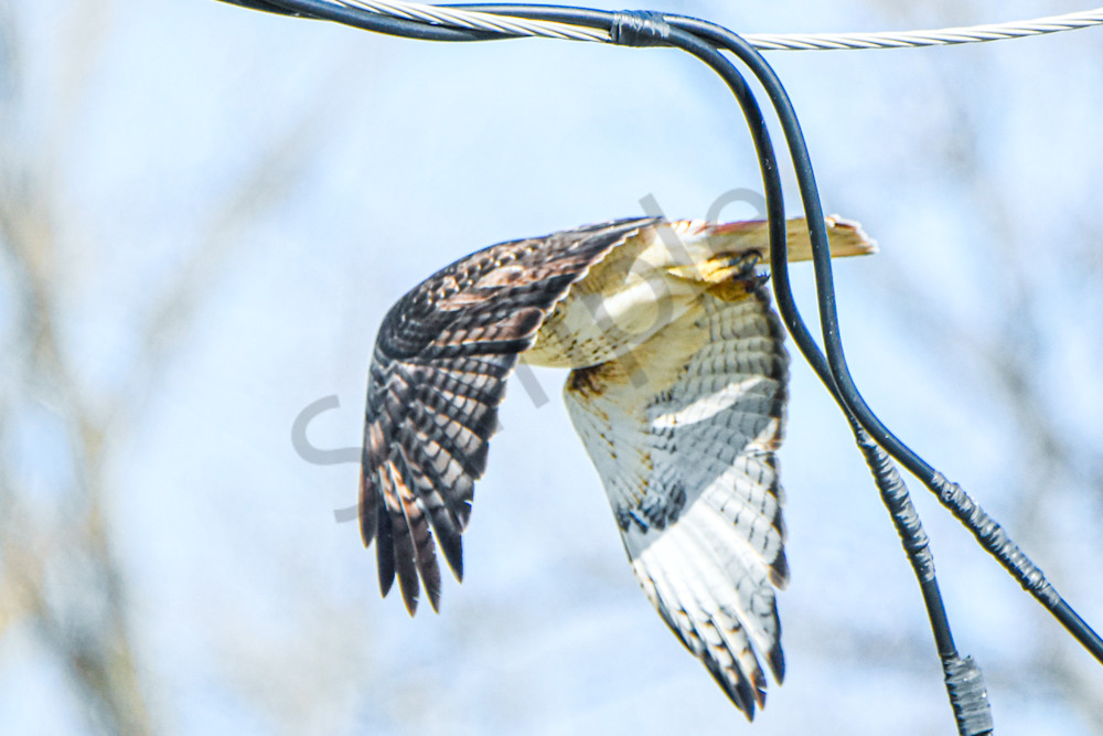 Eagles Nest 13 Photography Art | Photos By Regan