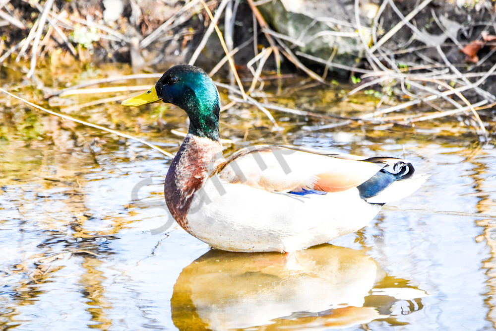 Eagles Nest 3 Photography Art | Photos By Regan