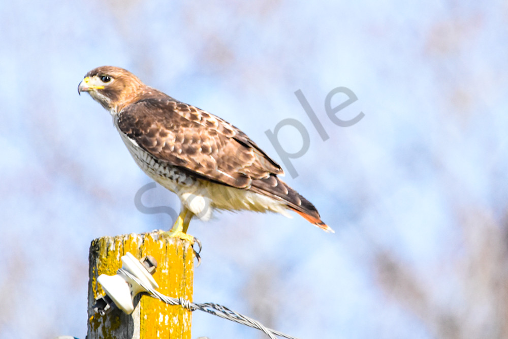 Eagles Nest 15 Photography Art | Photos By Regan