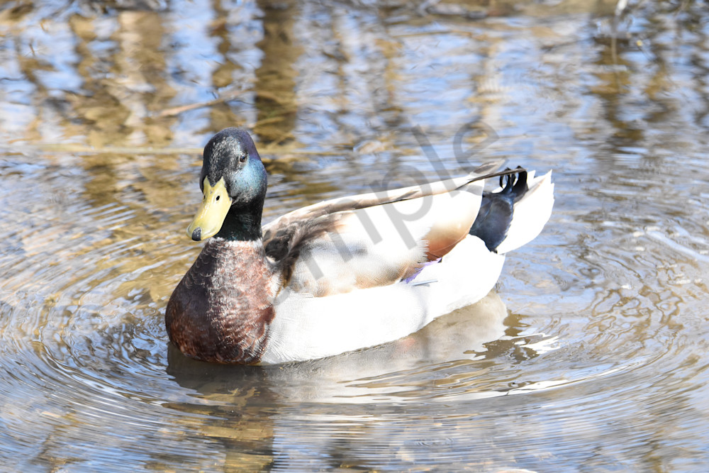 Eagles Nest 4 Photography Art | Photos By Regan