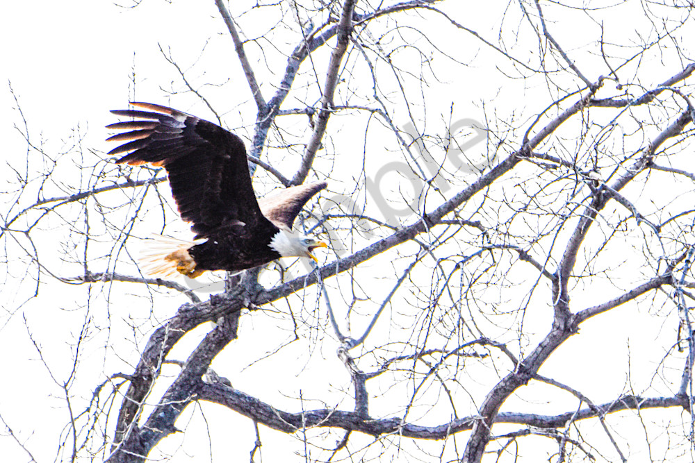 Eagles Nest 25 Photography Art | Photos By Regan