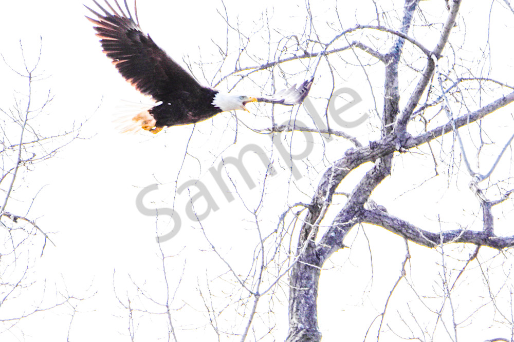 Eagles Nest 26 Photography Art | Photos By Regan