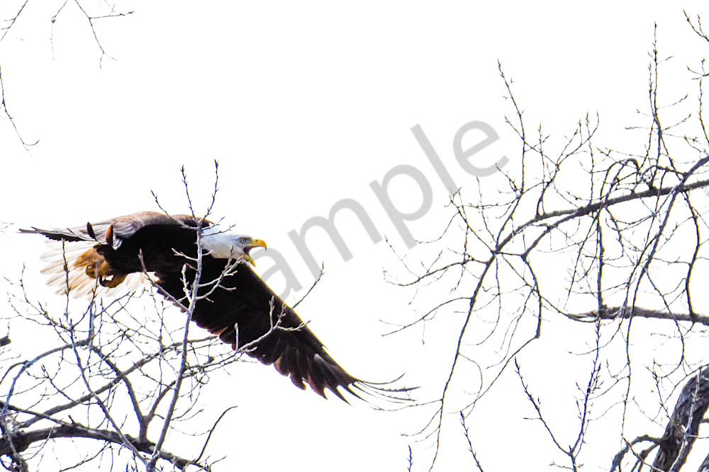 Eagles Nest 27 Photography Art | Photos By Regan