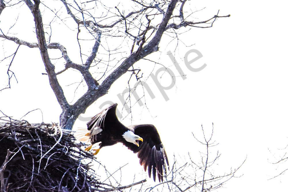Eagles Nest 28 Photography Art | Photos By Regan