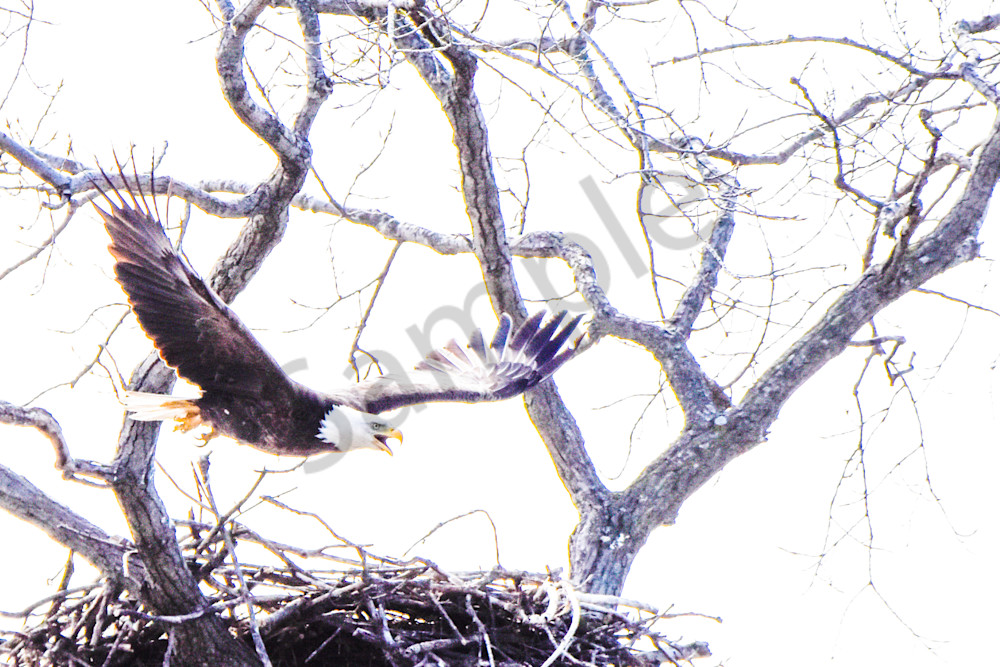 Eagles Nest 30 Photography Art | Photos By Regan