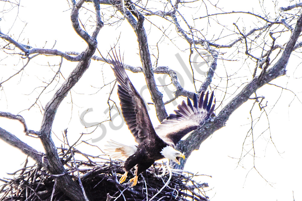 Eagles Nest 29 Photography Art | Photos By Regan