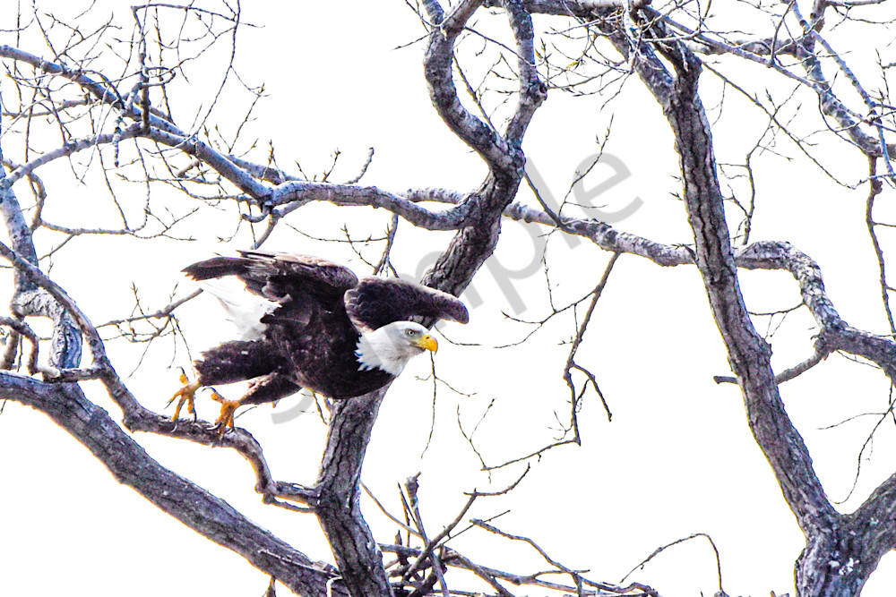 Eagles Nest 31 Photography Art | Photos By Regan