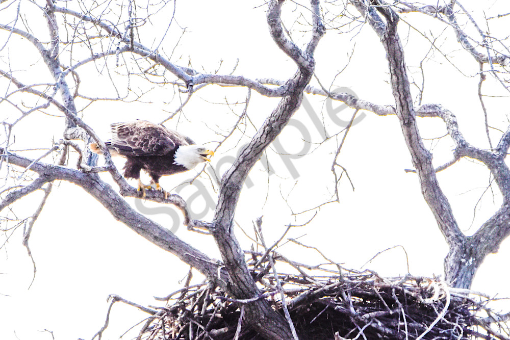 Eagles Nest 32 Photography Art | Photos By Regan