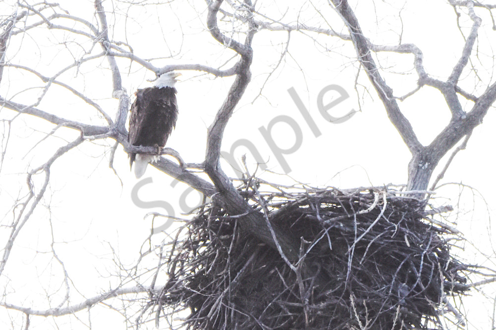 Eagles Nest 44 Photography Art | Photos By Regan