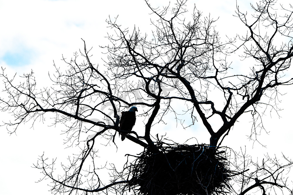 Eagles Nest 41 Photography Art | Photos By Regan