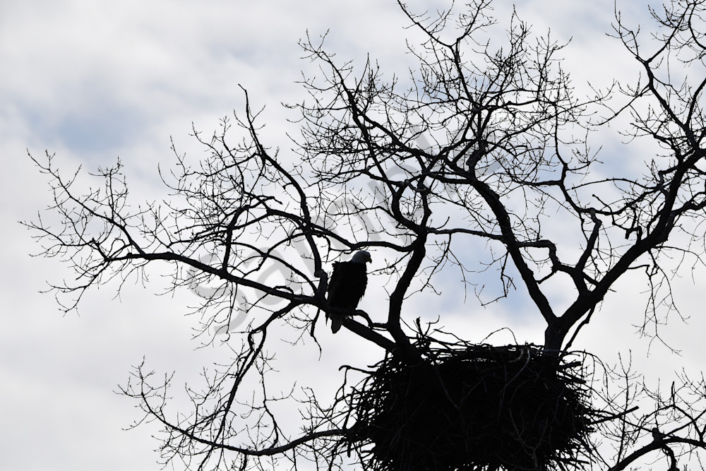 Eagles Nest 43 Photography Art | Photos By Regan