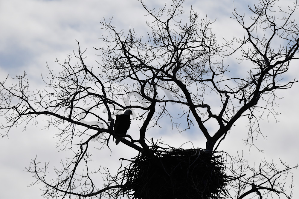 Eagles Nest 42 Photography Art | Photos By Regan