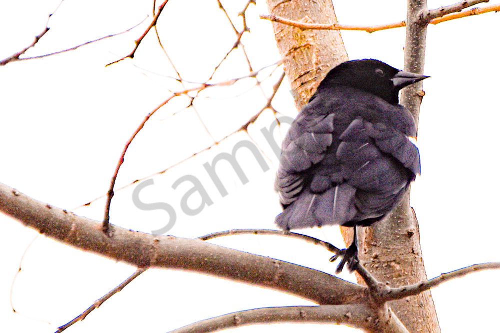 Urbandale Farms 2 Photography Art | Photos By Regan