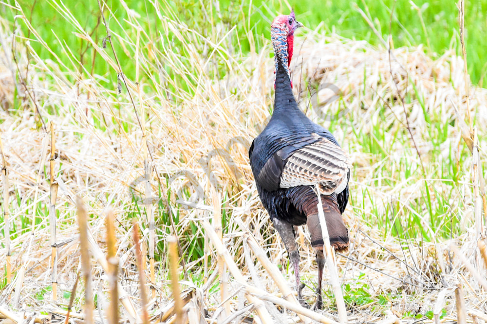 Urbandale Farms 3 Photography Art | Photos By Regan