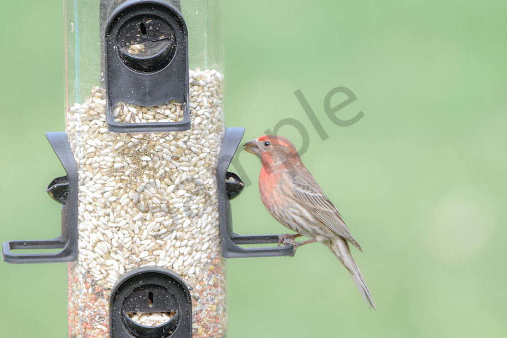 Desoto Countryside 1 Photography Art | Photos By Regan