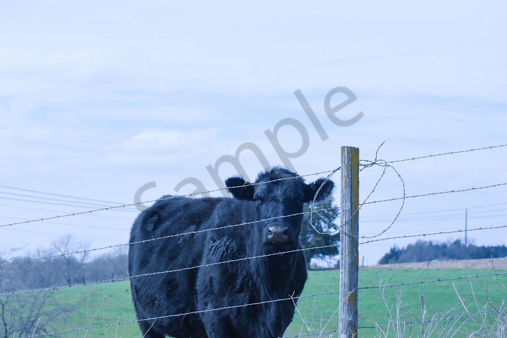 Desoto Countryside 21 Photography Art | Photos By Regan