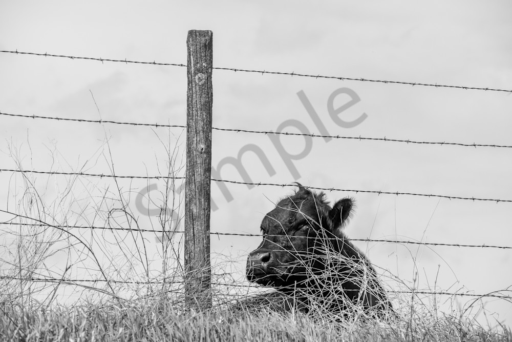 Desoto Countryside 23 Photography Art | Photos By Regan