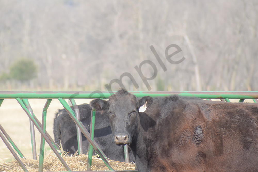 Desoto Countryside 2 Photography Art | Photos By Regan