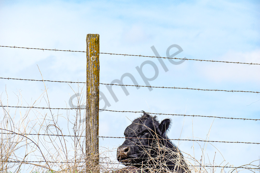 Desoto Countryside 22 Photography Art | Photos By Regan