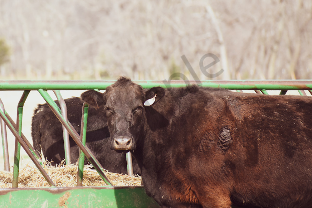 Desoto Countryside 3 Photography Art | Photos By Regan