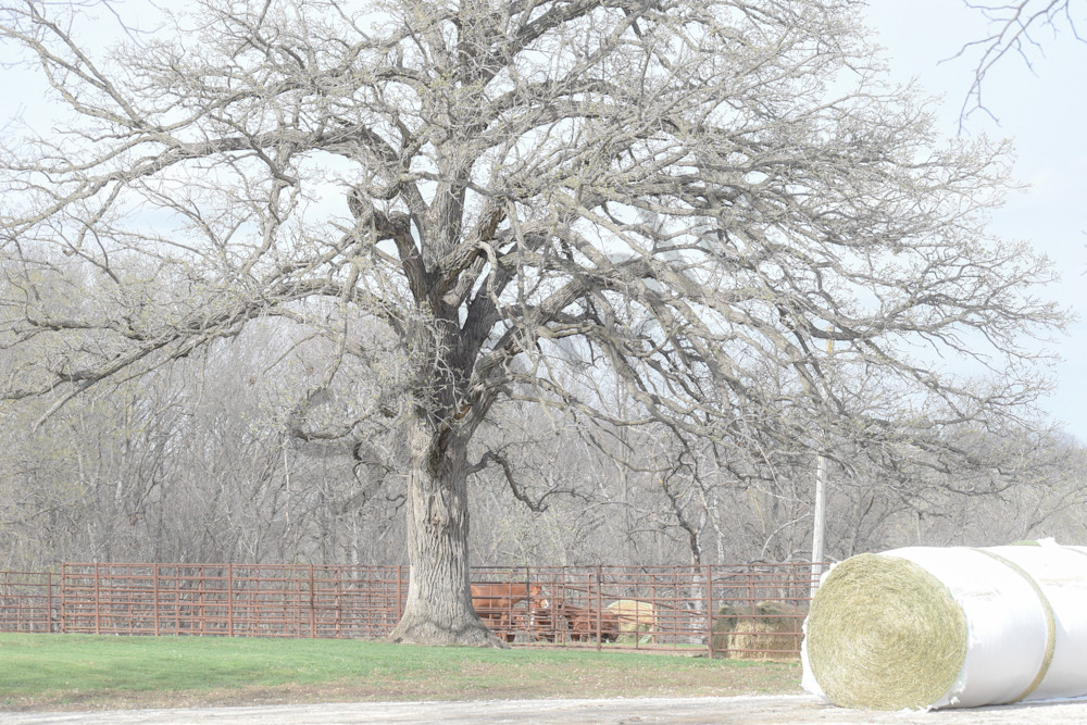 Desoto Countryside 4 Photography Art | Photos By Regan