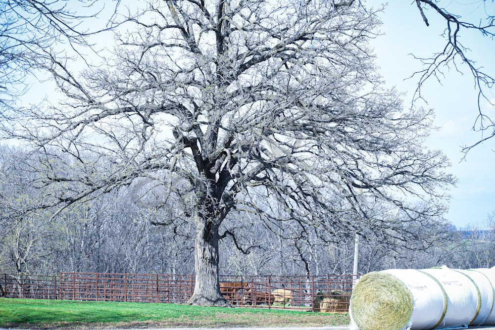 Desoto Countryside 5 Photography Art | Photos By Regan