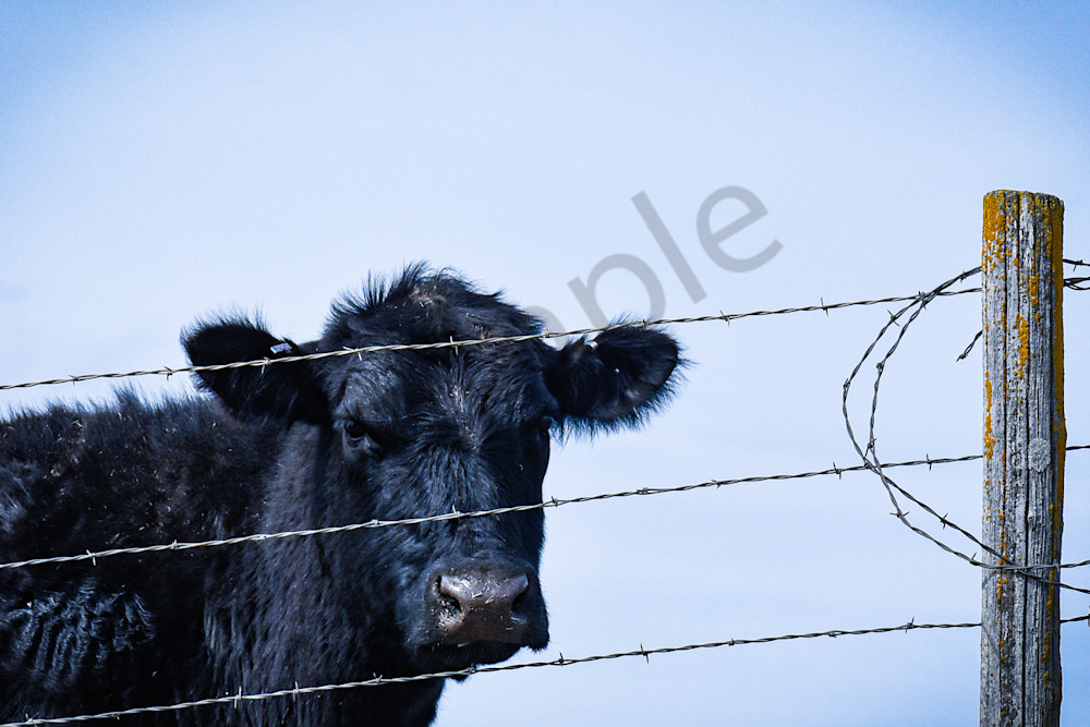 Desoto Countryside 19 Photography Art | Photos By Regan