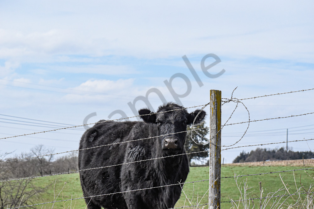 Desoto Countryside 20 Photography Art | Photos By Regan