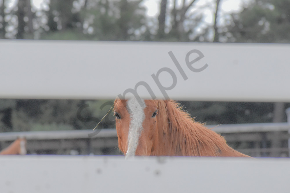 Desoto Countryside 10 Photography Art | Photos By Regan