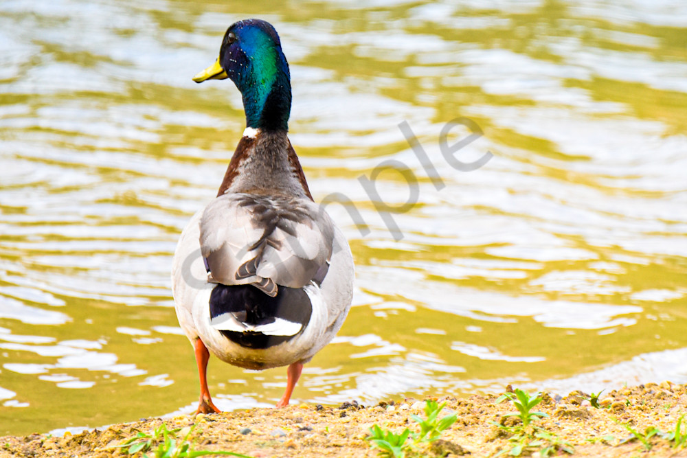 Booneville Road 15 Photography Art | Photos By Regan