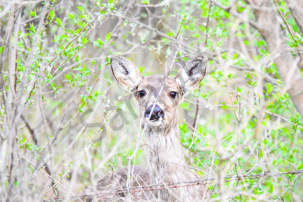 Booneville Road 8 Photography Art | Photos By Regan