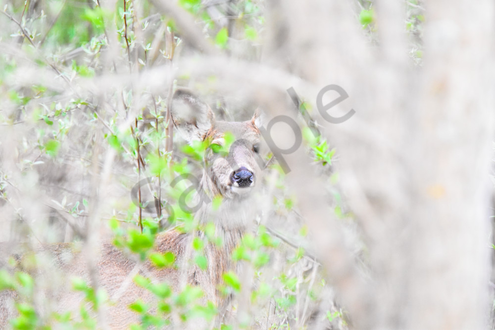 Booneville Road 6 Photography Art | Photos By Regan