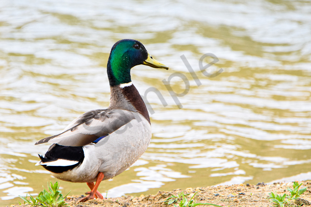 Booneville Road 16 Photography Art | Photos By Regan